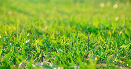 Bright spring grass field with sunlight bokeh background