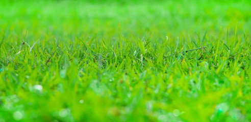 Bright spring grass field with sunlight bokeh background