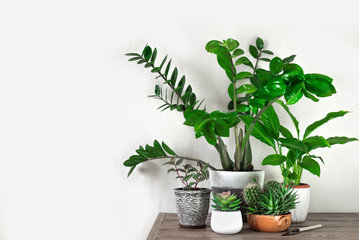 Urban jungle concept