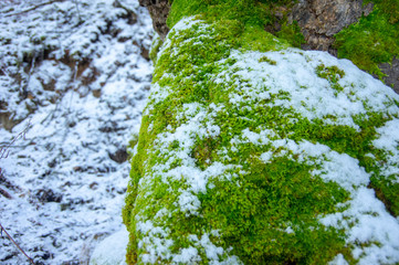 moss on an old tree in the snow