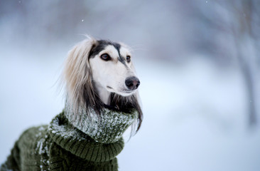 Dog, saluki breed in a sweater, Persian greyhound, closeup portrait, in a snowy winter, in the background a forest strewn with snow