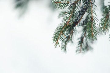 Drop of melting snow on branch of pine tree. Copy space, selective focus