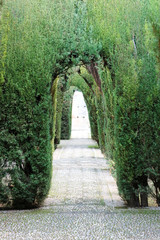 Green cypress corridor, garden design with pebbles walkway in Generalife gardens, Alhambra, Granada, Spain