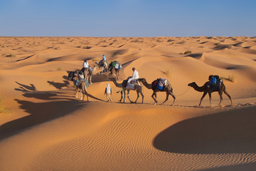 camel treck in sahara