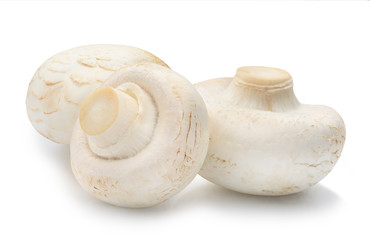 Two champignon mushroom