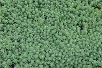 Parrot Feather Watermilfoil