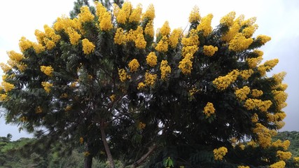 yellow flowers