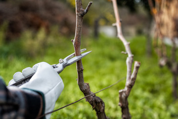 Vine grower with protective gloves. Prune the vineyard with professional steel scissors. Traditional agriculture. 