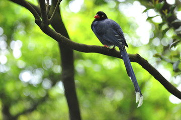 Blue Magpie