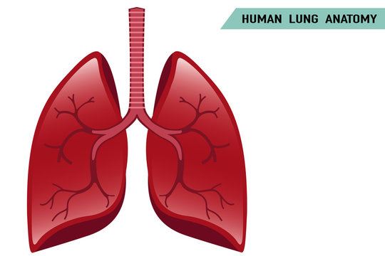 Human Lung Vector On White Background