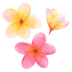 Fototapeta na wymiar Set of watercolor plumeria flowers.