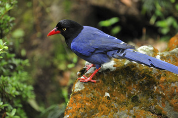 Blue Magpie