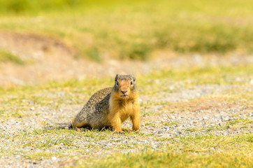 Naklejka na ściany i meble Ground squirrel at the Lake Two Jacks in Banff, Canada.