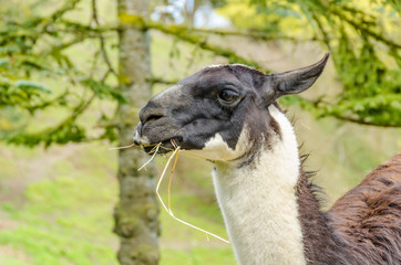 Obraz premium Portrait of a lama on farm.