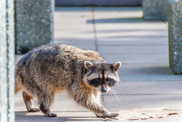 A close-up view of a cute raccoon.