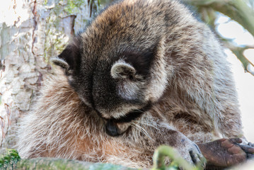 A close-up view of a cute raccoon sitting on the tree.