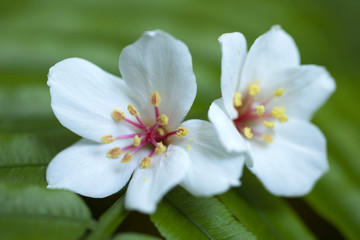 Fototapeta na wymiar Tung Flower