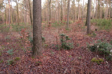 Obraz premium Waldinnenansicht