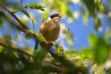 Penduline tit or European penduline tit (Remiz pendulinus), a bird of the genus Remiz in family Remizidae elaborating hanging nest at lakeside and riverine swampy vegetation habitat