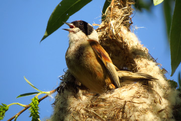 Penduline tit or European penduline tit (Remiz pendulinus), a bird of the genus Remiz in family Remizidae elaborating hanging nest at lakeside and riverine swampy vegetation habitat