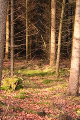 Einblicke in einen Wald