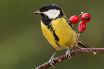 Great tit (Parus major) common garden bird close up, black yellow and white bird perching on the branch with blurry background