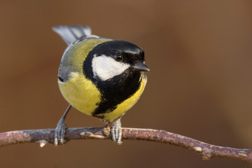 Obraz na płótnie Canvas Great tit (Parus major) common garden bird close up, black yellow and white bird perching on the branch with blurry background