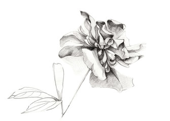 Sketch of Peony Flowers