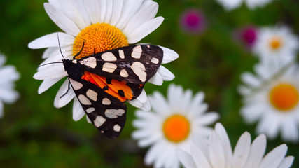 a beautiful butterfly sits on flowers in the garden and blends with daisies in colors
