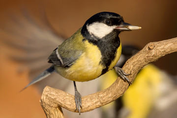 Great tit (Parus major) common garden bird close up, black yellow and white bird perching on the branch with blurry background
