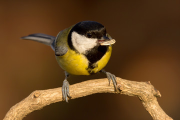 Fototapeta premium Great tit (Parus major) common garden bird close up, black yellow and white bird perching on the branch with blurry background