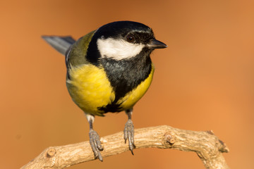 Great tit (Parus major) common garden bird close up, black yellow and white bird perching on the branch with blurry background