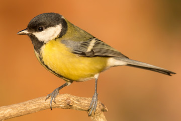 Great tit (Parus major) common garden bird close up, black yellow and white bird perching on the...