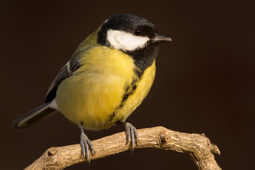 Great tit (Parus major) common garden bird close up, black yellow and white bird perching on the branch with blurry background