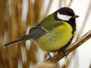 Great tit (Parus major) common garden bird close up, black yellow and white bird perching on the branch with blurry background
