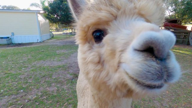 A curious white huacaya cria baby alpaca getting close and sniffing The camera
