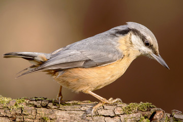 Nuthatch (Sitta europaea) Eurasian nuthatch bird perching on a branch, close up bird photo with blurry background, common wood and garden bird with orange breast and grey back