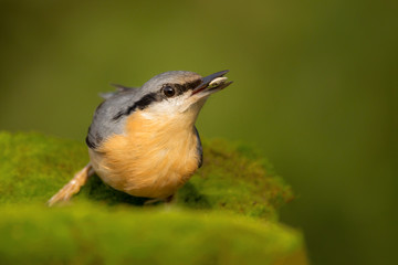 Nuthatch (Sitta europaea) Eurasian nuthatch bird perching on a branch, close up bird photo with blurry background, common wood and garden bird with orange breast and grey back