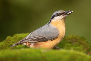 Nuthatch (Sitta europaea) Eurasian nuthatch bird perching on a branch, close up bird photo with blurry background, common wood and garden bird with orange breast and grey back