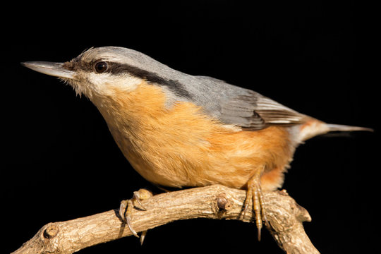 Nuthatch (Sitta europaea) Eurasian nuthatch bird perching on a branch, close up bird photo with blurry background, common wood and garden bird with orange breast and grey back