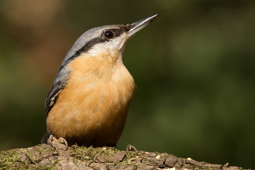 Nuthatch (Sitta europaea) Eurasian nuthatch bird perching on a branch, close up bird photo with blurry background, common wood and garden bird with orange breast and grey back
