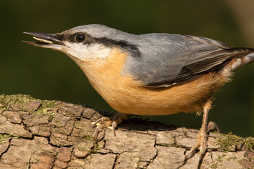 Nuthatch (Sitta europaea) Eurasian nuthatch bird perching on a branch, close up bird photo with blurry background, common wood and garden bird with orange breast and grey back