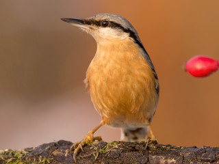 Nuthatch (Sitta europaea) Eurasian nuthatch bird perching on a branch, close up bird photo with blurry background, common wood and garden bird with orange breast and grey back