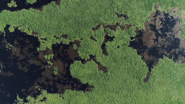 Aerial view directly above and close to water lily formations in a lake in Greece, drone footage