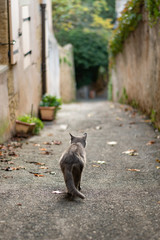 Chat gris yeux marron portrait annimal dans une rue d'automne à Lourmarin village provençal dans le vaucluse en France - obrazy, fototapety, plakaty