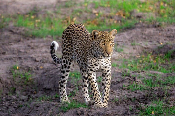 Leopard