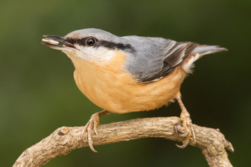 Nuthatch (Sitta europaea) Eurasian nuthatch bird perching on a branch, close up bird photo with blurry background, common wood and garden bird with orange breast and grey back
