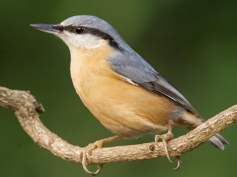 Nuthatch (Sitta europaea) Eurasian nuthatch bird perching on a branch, close up bird photo with blurry background, common wood and garden bird with orange breast and grey back