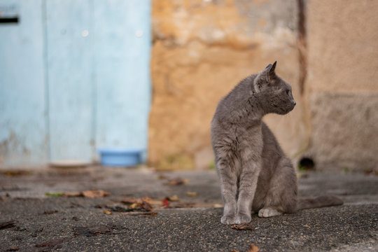 Chat gris yeux marron portrait annimal dans une rue d'automne &agrave; Lourmarin village proven&ccedil;al dans le vaucluse en France