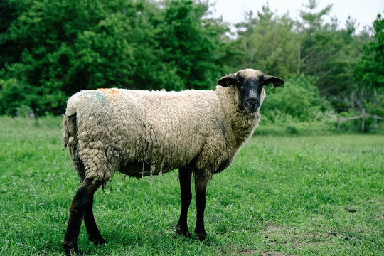 Shropshire Sheep In Green Spring Field Close Up Looking At Camera On Farm.